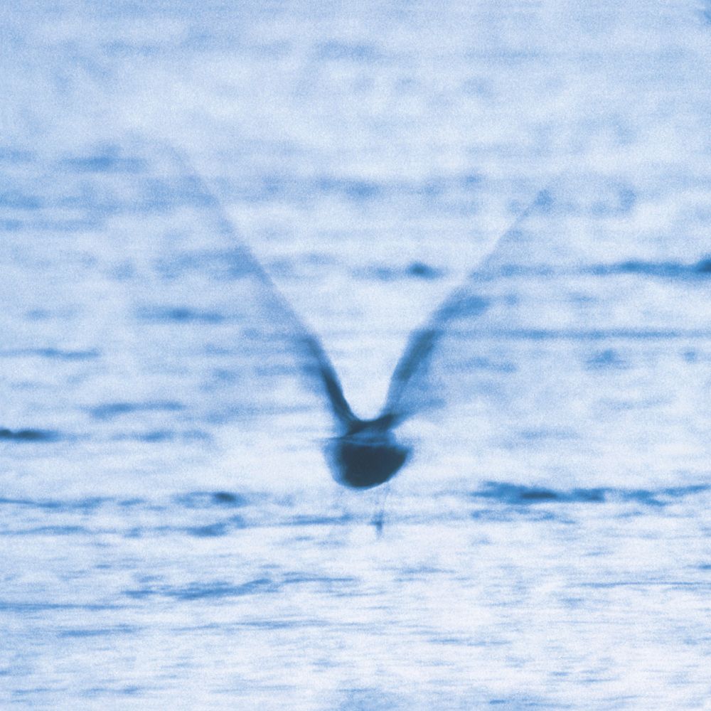 <b>RYO FUKUI</b> <br>Mellow Dream